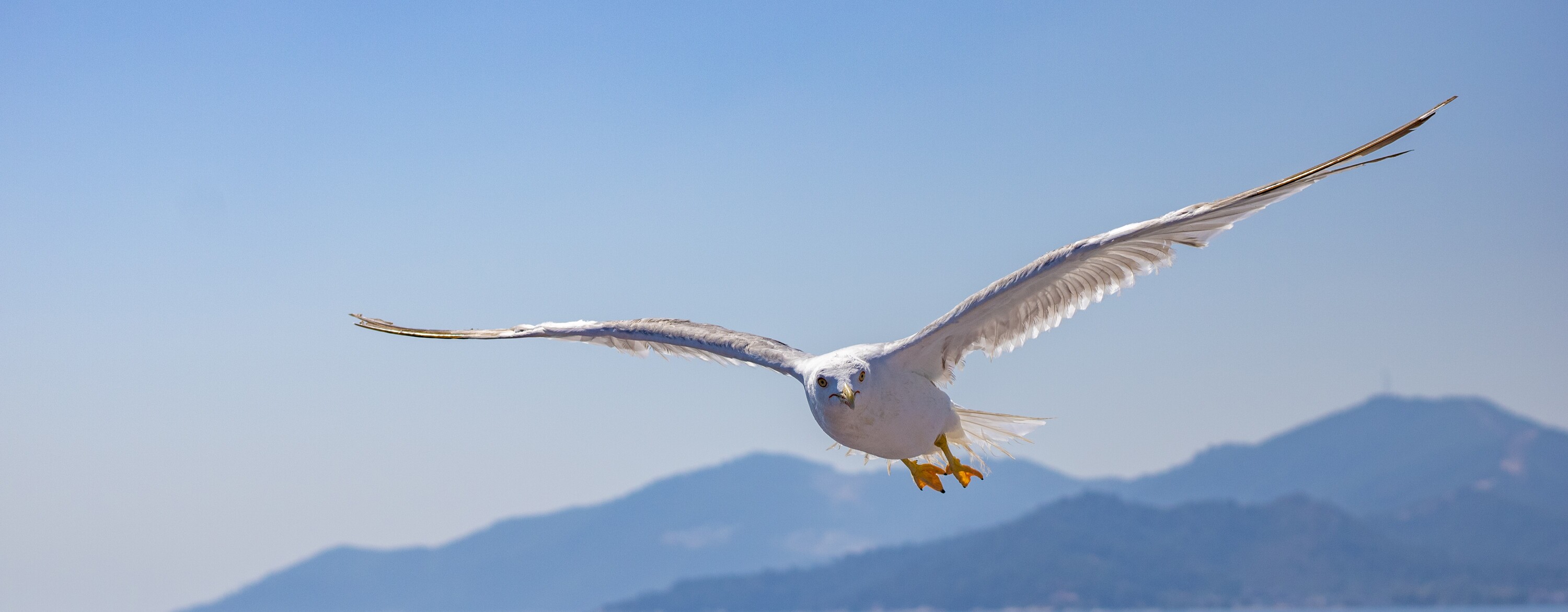 Seagull flying over sea in daylight on Thassos, by Vojislav Zivkovic aka Vojke Photo