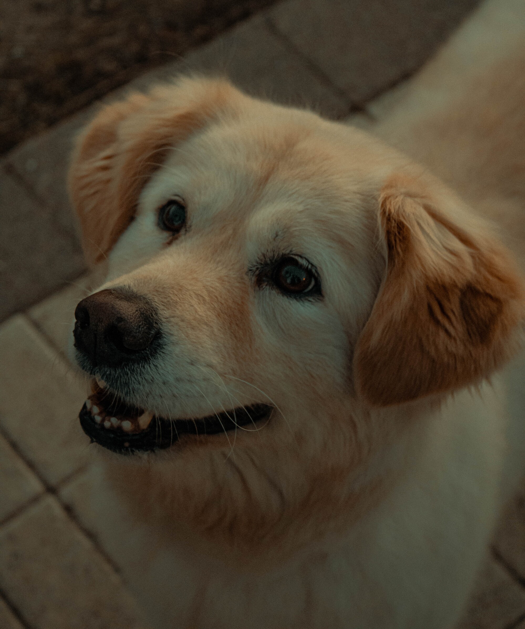 Happy dog in sunlight, by Vojislav Zivkovic aka Vojke Photo